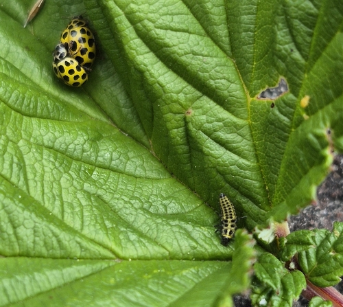 22-spot Ladybird