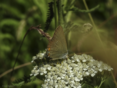 Sloe Hairstreak
