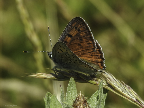 Purple-shot Copper
