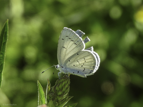 Holly Blue