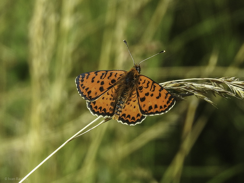 Spotted Fritillary