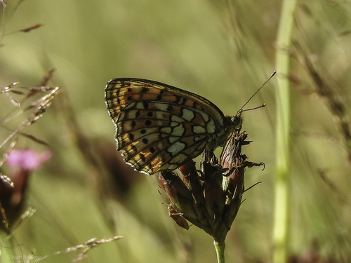 Twin-spot Fritillary
