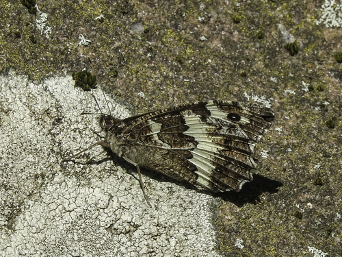 Great Banded Grayling