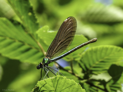 Beautiful Demoiselle