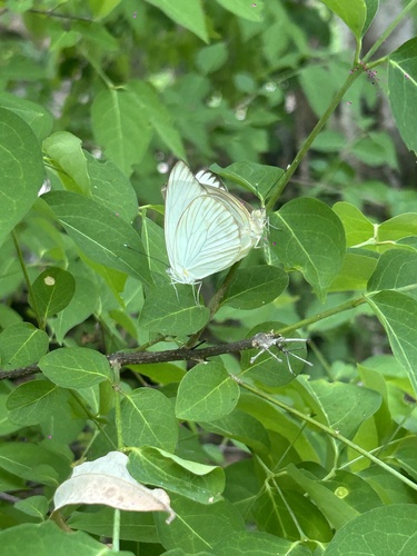 Great Southern White (Ascia monuste)