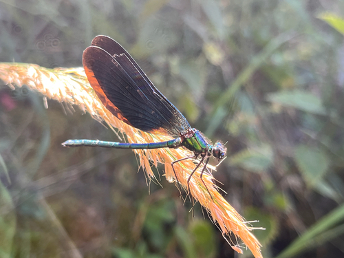 Beautiful Demoiselle