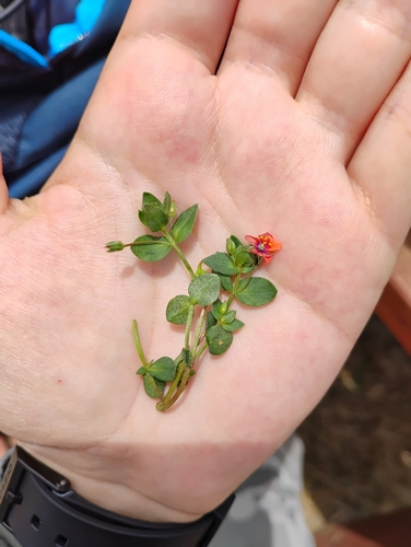 iNaturalist observation photo of scarlet pimpernel