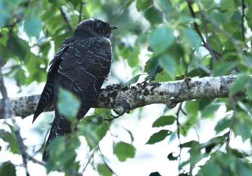 Common Cuckoo