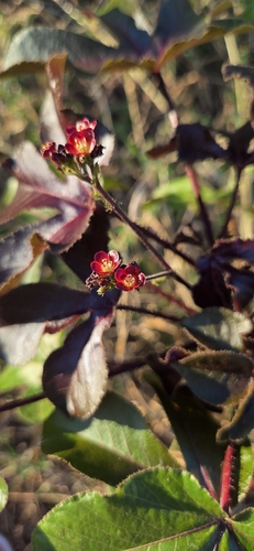 Bellyache Bush