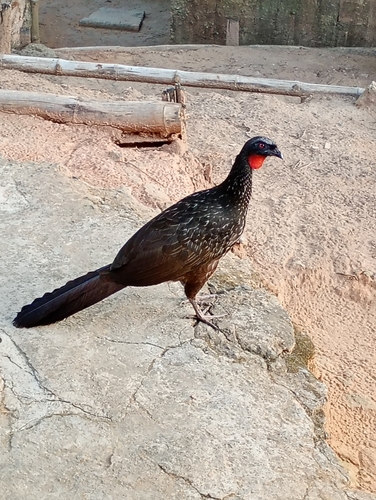 Dusky-legged Guan
