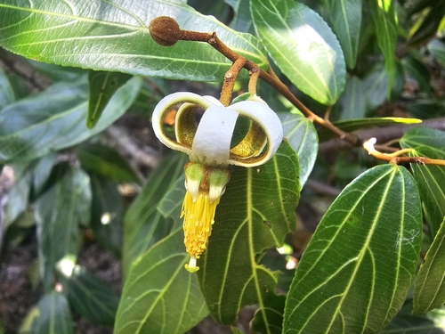 Grewia carpinifolia