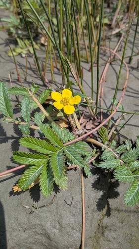 Pacific silverweed