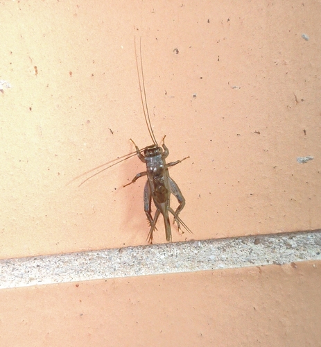 Verge Cricket