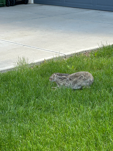 White-tailed Jackrabbit