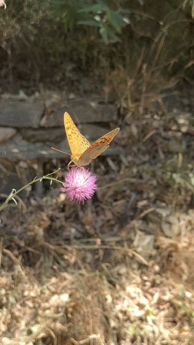 Cardinal Butterfly