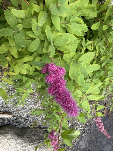 Rose Spirea