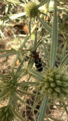 Chlorophorus trifasciatus