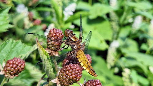 Broad-bodied Chaser
