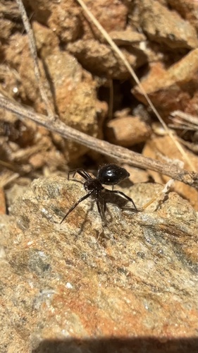 Ant-eating theridiid