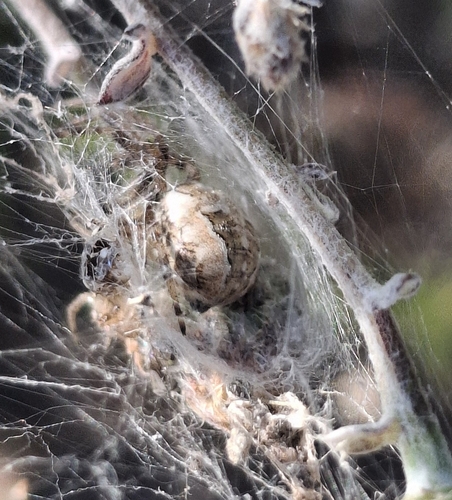Missing-sector Orbweb Spiders