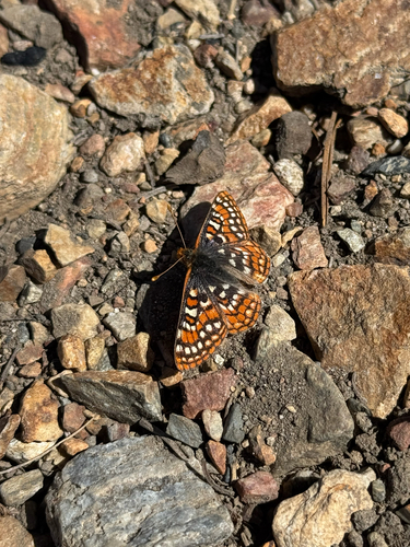 iNaturalist observation photo of Edith's Checkerspot