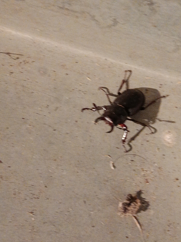 Iberian Stag Beetle