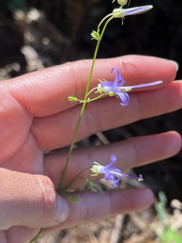 iNaturalist observation photo of California Harebell