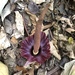 Amorphophallus henryi - Photo (c) Nigel Lin, todos los derechos reservados, subido por Nigel Lin