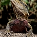 Australian Water Dragons - Photo (c) Trevor Farrell, all rights reserved, uploaded by Trevor Farrell