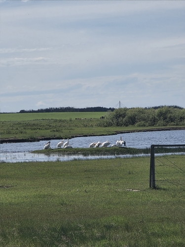 American White Pelican