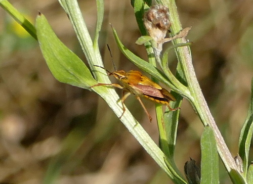 Black-shouldered Shieldbug