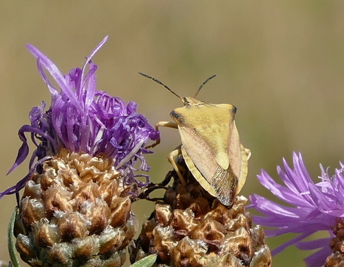 northern fruit bug