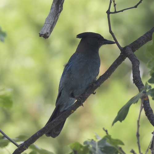 iNaturalist observation photo of Steller's Jay