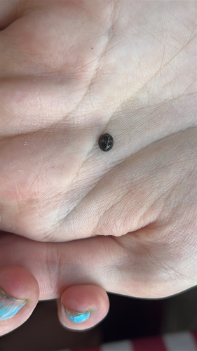 Twice-stabbed Lady Beetle