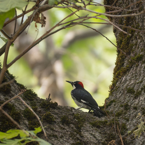 iNaturalist observation photo of Acorn Woodpecker