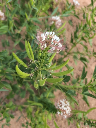 redwhisker clammyweed