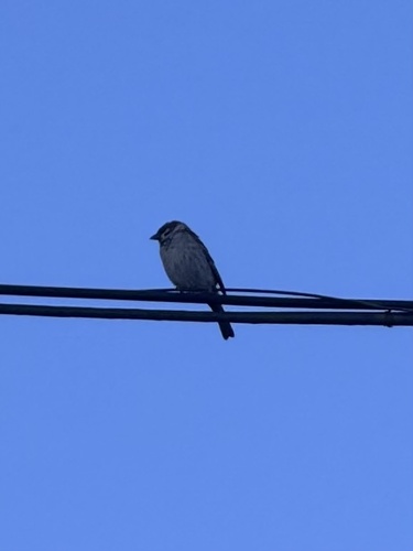 Eurasian Tree Sparrow
