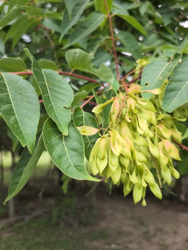 tree-of-heaven