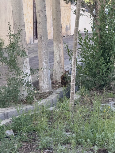 Domestic Cat