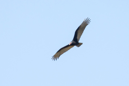 Turkey Vulture