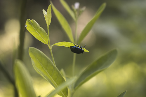 iNaturalist observation photo of Cobalt Milkweed Beetle