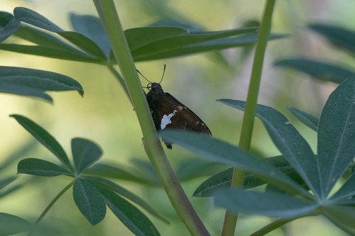 iNaturalist observation photo of Silver-spotted Skipper