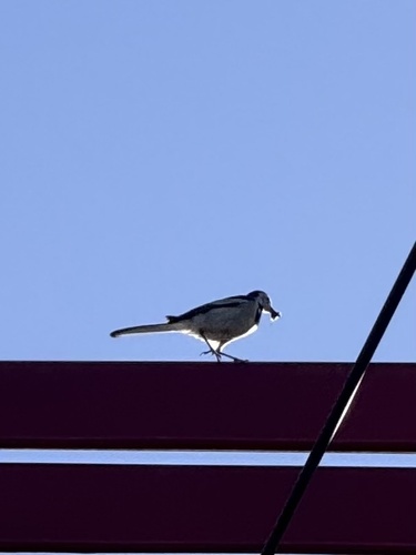 White Wagtail
