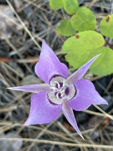 Sagebrush Mariposa Lily
