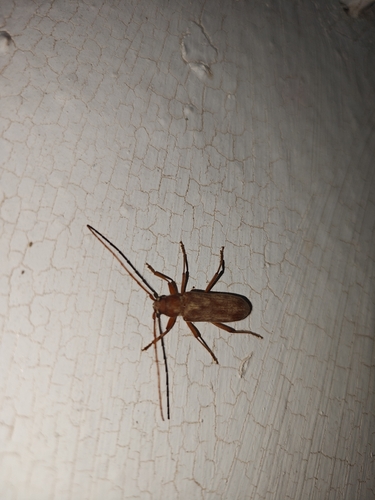 Stromatium auratum