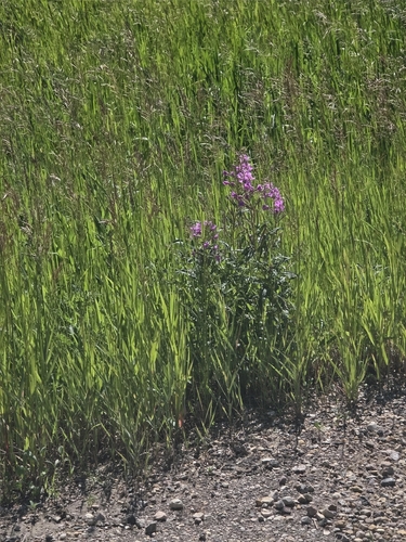 fireweed