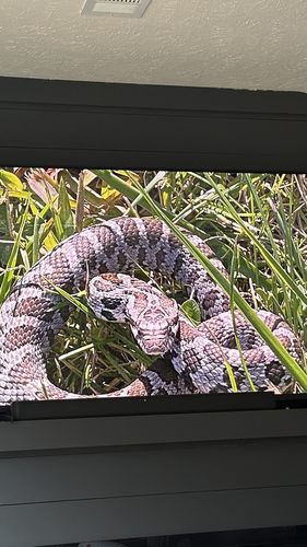 Prairie Kingsnake