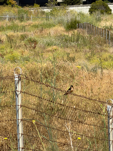 Observation photo