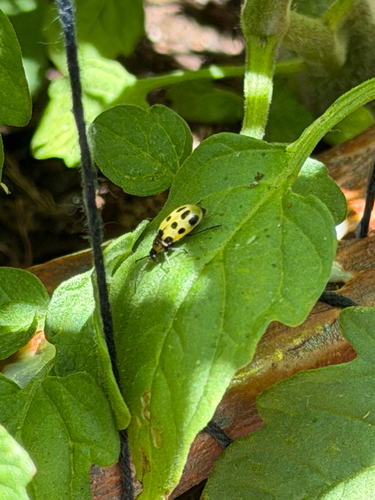 Observation photo