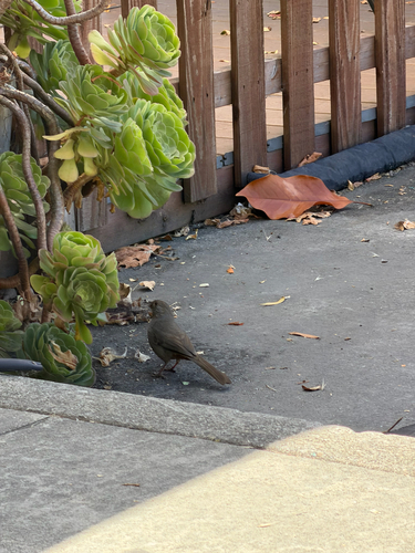 Observation photo